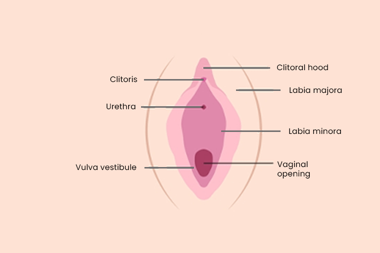 External genitalia (vulva)