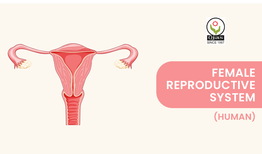 Female Reproductive System (Human)