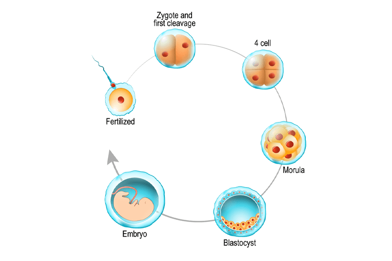 Function of female reproductive system