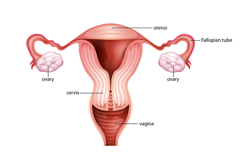 Internal genitalia - female reproductive system