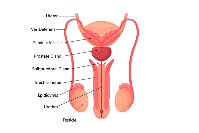 Internal genital organs - Male Reproductive Systems 