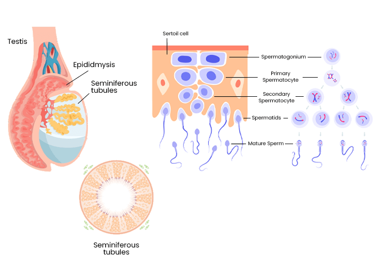 Testicles (Testis) - Male Reproductive Systems 