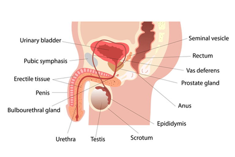 male reproductive system External genital organs